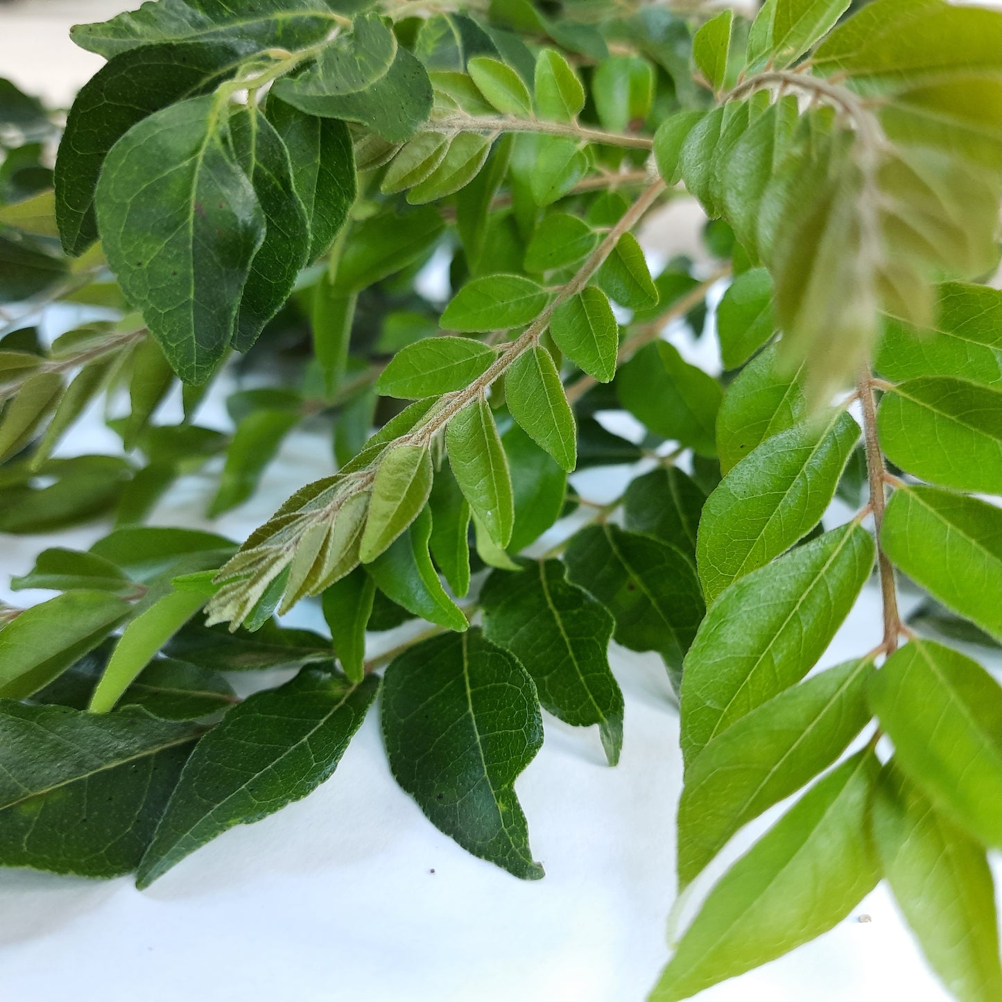 Dried Curry Leaves Powder Organic Natural Leaf | Ceylon Herbs