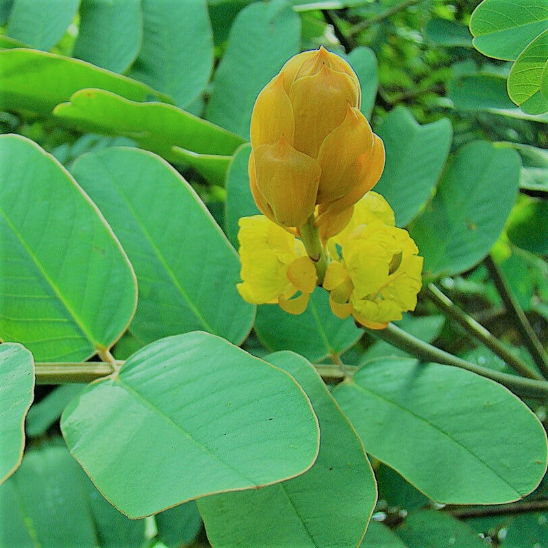Dried Cassia Alata Leaves Aththora Ayurvedic 100% Organic Leaf | Ceylon Herbs