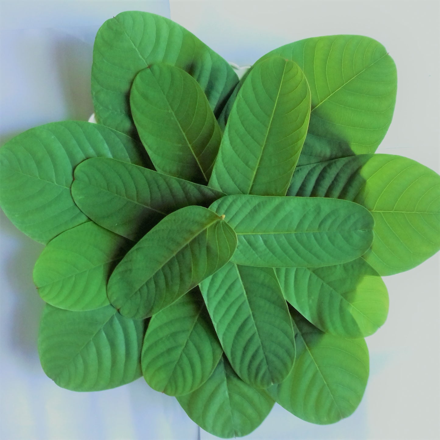 Dried Cassia Alata Leaves Aththora Ayurvedic 100% Organic Leaf | Ceylon Herbs