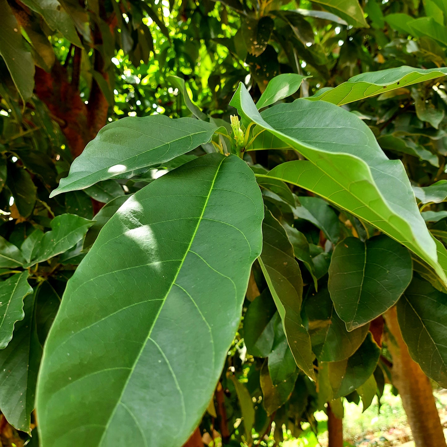 Dried Avocado Leaves Hojas De Aguacate Organic Healthy Leaf | Ceylon Herbs