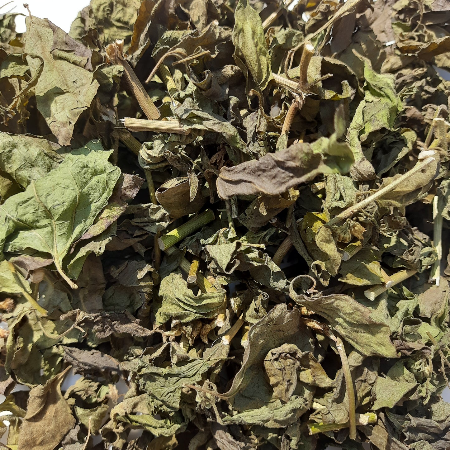 Calea Zacatechchi Mexican Dream Herbs Organic Tea | Ceylon Herbs
