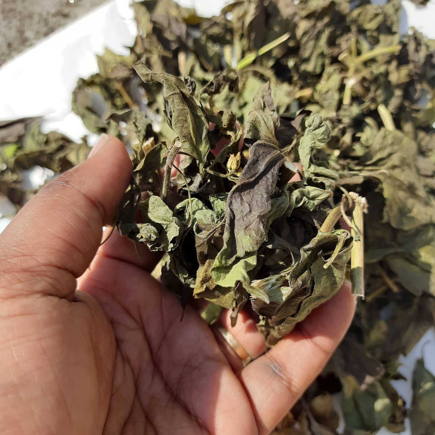 Calea Zacatechchi Mexican Dream Herbs Organic Tea | Ceylon Herbs