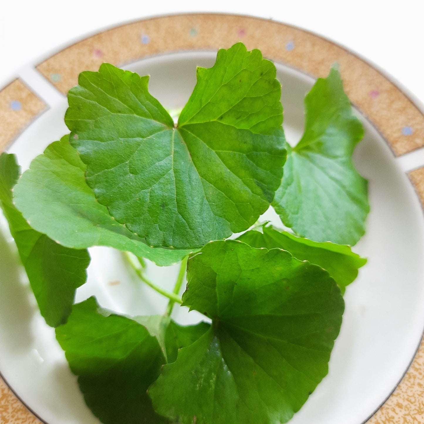 Dried Centella Asiatica Leaves Organic 100% Natural Leaf | Ceylon Herbs