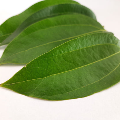 Dried Cinnamon Leaves 100% Organic Natural Leaf | Ceylon Herbs