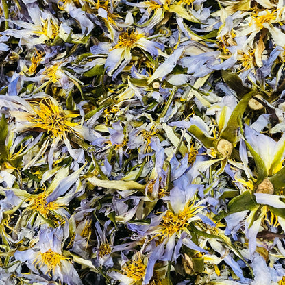 Dried Egyptian BLUE LOTUS Nymphaea Caerulea Organic Flowers Tea | Ceylon Herbs