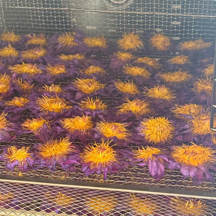 Bulk Dried Blue Lotus Flowers (10kg+) - Premium Nymphaea Caerulea Botanical Tea | Ceylon Herbs