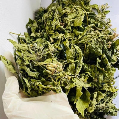 Premium Dried Calea Zacatechichi - 100% Organic Mexican Dream Herb Botanical | Ceylon Herbs