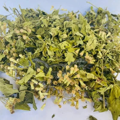 Premium Dried Calea Zacatechichi - 100% Organic Mexican Dream Herb Botanical | Ceylon Herbs