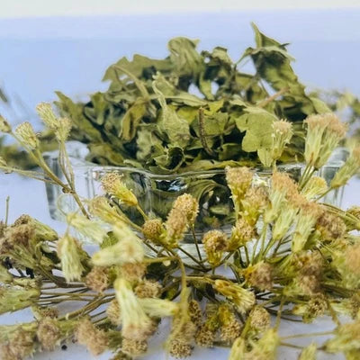 Premium Dried Calea Zacatechichi - 100% Organic Mexican Dream Herb Botanical | Ceylon Herbs