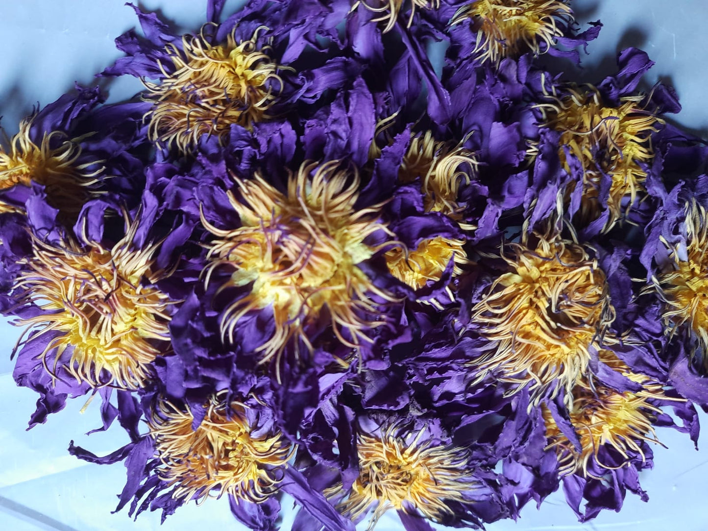 BLUE LOTUS NYMPHAEA CAERULEA DRIED FLOWERS 100% ORGANIC NATURAL | CEYLON HERBS