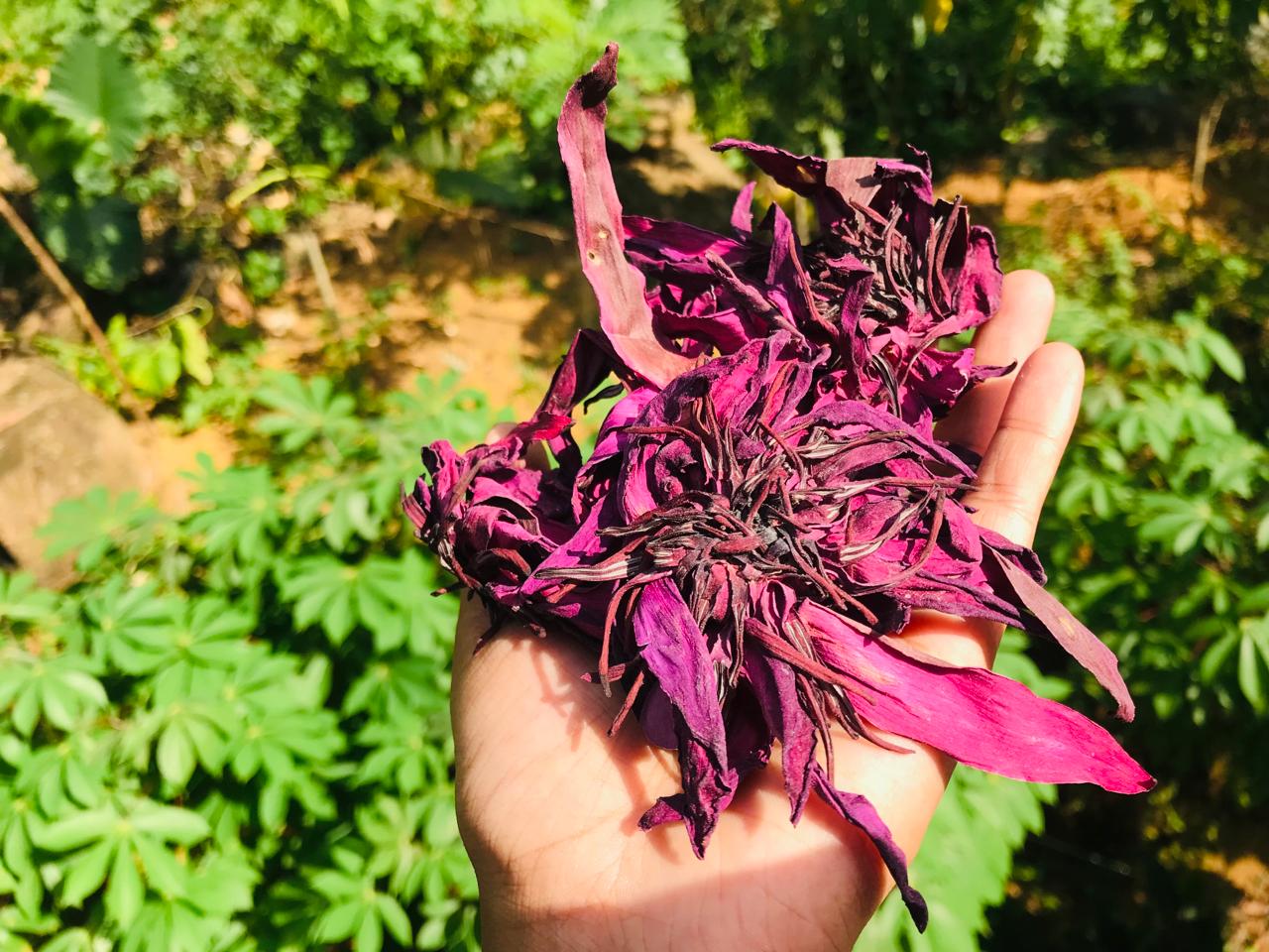 10kg+ Dried Red Lotus Flowers Premium Quality Nymphaea Nouchali Herbal Tea | Ceylon Herbs