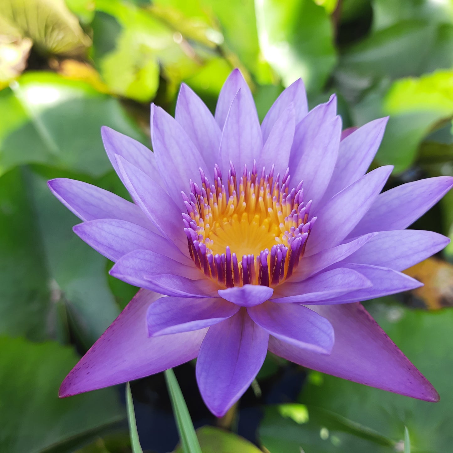 Dried Blue Lotus 1kg Flowers Organic Healthy Tea | Ceylon Herbs