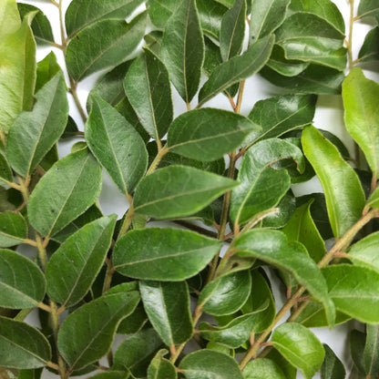 Dried Curry Leaves Powder Organic Natural Leaf | Ceylon Herbs