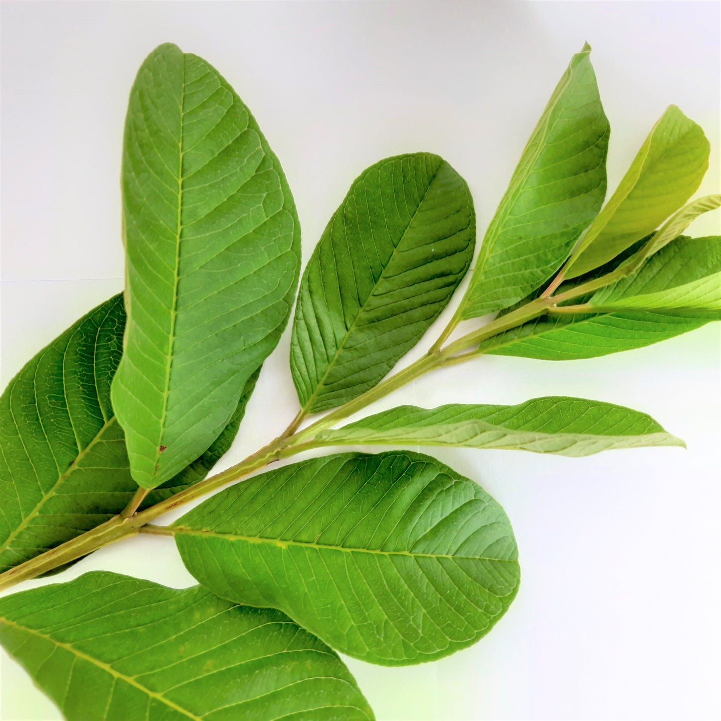 Dried Guava Leaves 100% Natural Organic Hojas de Guayaba | Ceylon Herbs