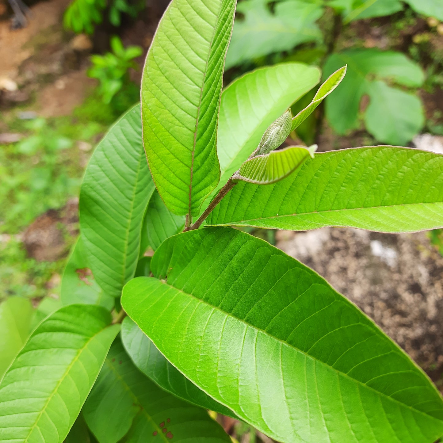 Dried Guava Leaves 100% Natural Organic Hojas de Guayaba | Ceylon Herbs