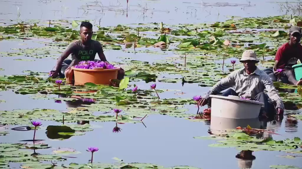 Load video: A group of people harvesting blue water lilies in a large lake. They are seated in large plastic tubs and floating on tire tubes, carefully picking the flowers and filling their containers amidst green lily pads.